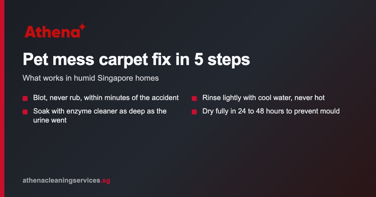 Carpet cleaner solutions for pet messes in Singapore homes