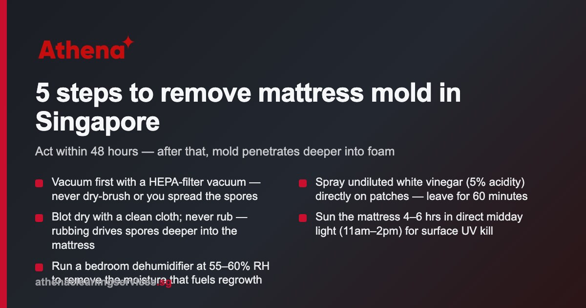 How to Remove Mold from Mattress Singapore