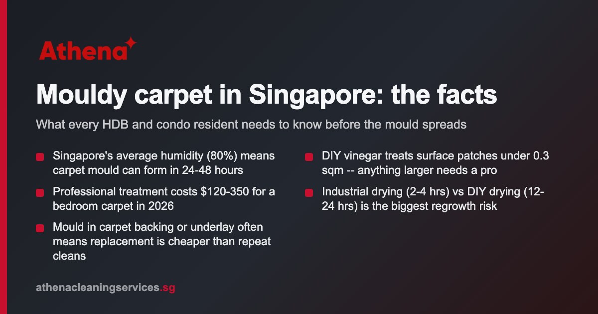 Mouldy Carpet Singapore: Causes, Removal & Costs