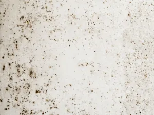 Close-up of black mould spotting on a pale surface